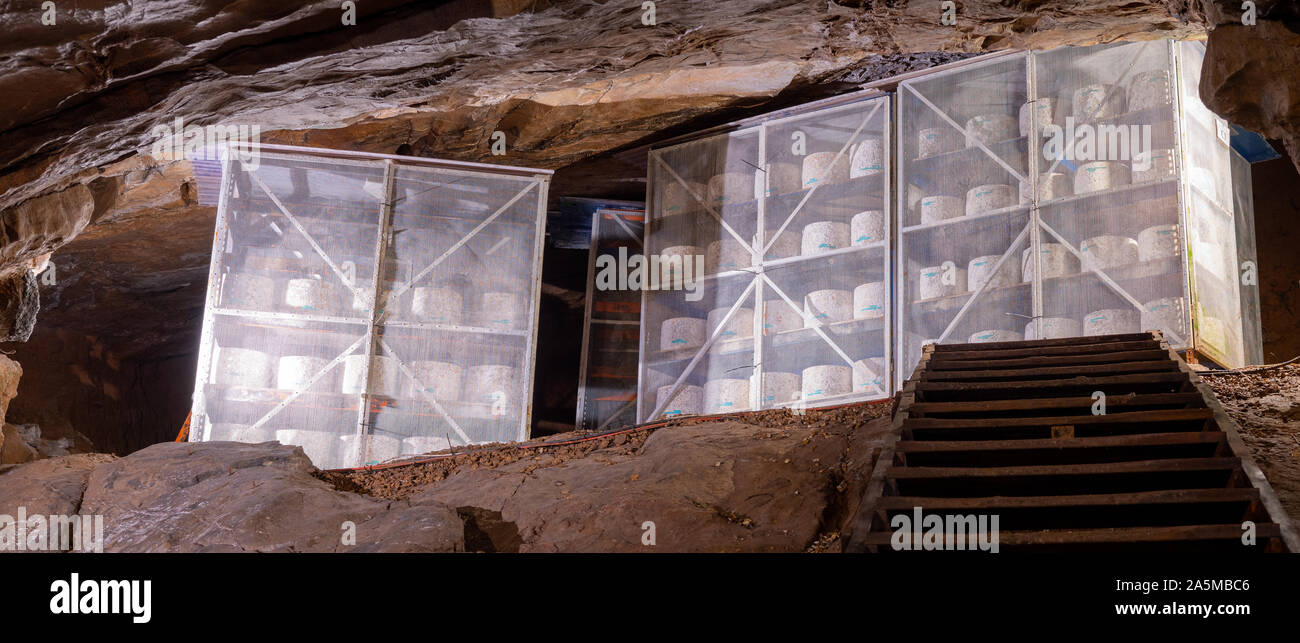 Cheddar cheese maturing in Gough's cave in Cheddar Stock Photo Alamy