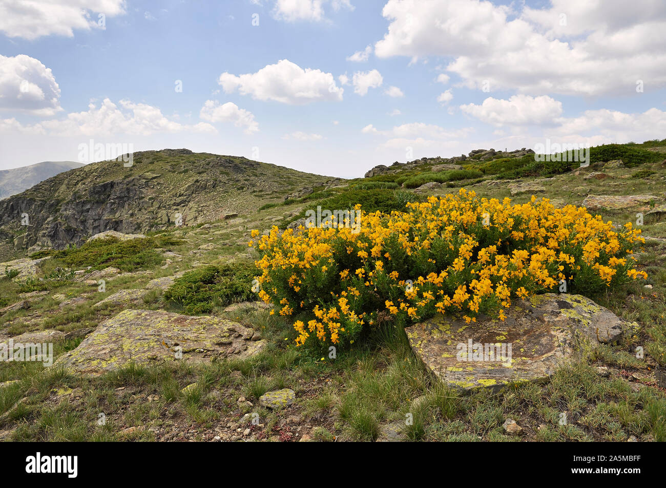 Flowering bush, cambroño (Adenocarpus hispanicus) with Hermana Mayor peak in the back in Peñalara Natural Park (Guadarrama National Park,Madrid,Spain) Stock Photo