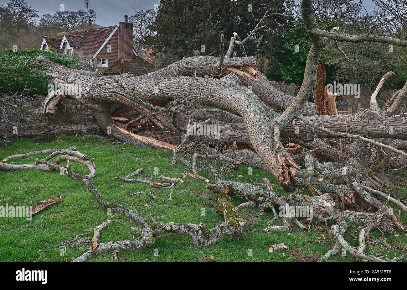 Large Fallen Old Oak Tree After A Storm Stock Photo Alamy