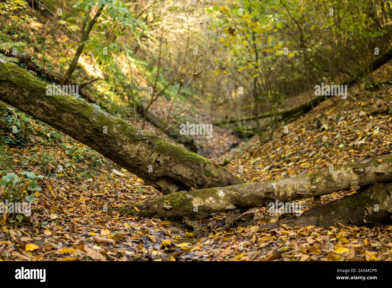 bottom of a gully landform formed in loess rock with fallen trees during autumn season Stock Photo