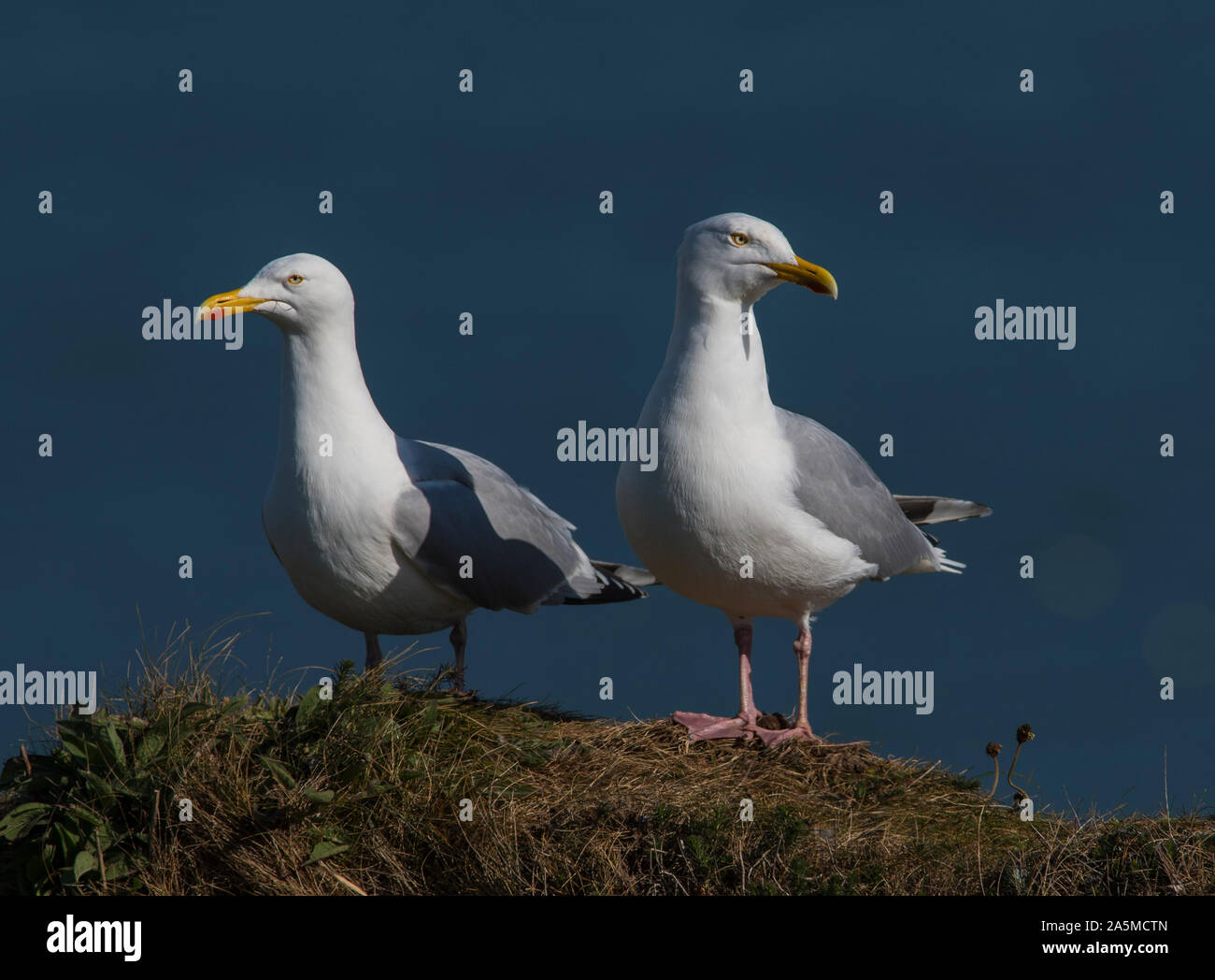 Male and female herring gulls larus argentatus hires stock photography