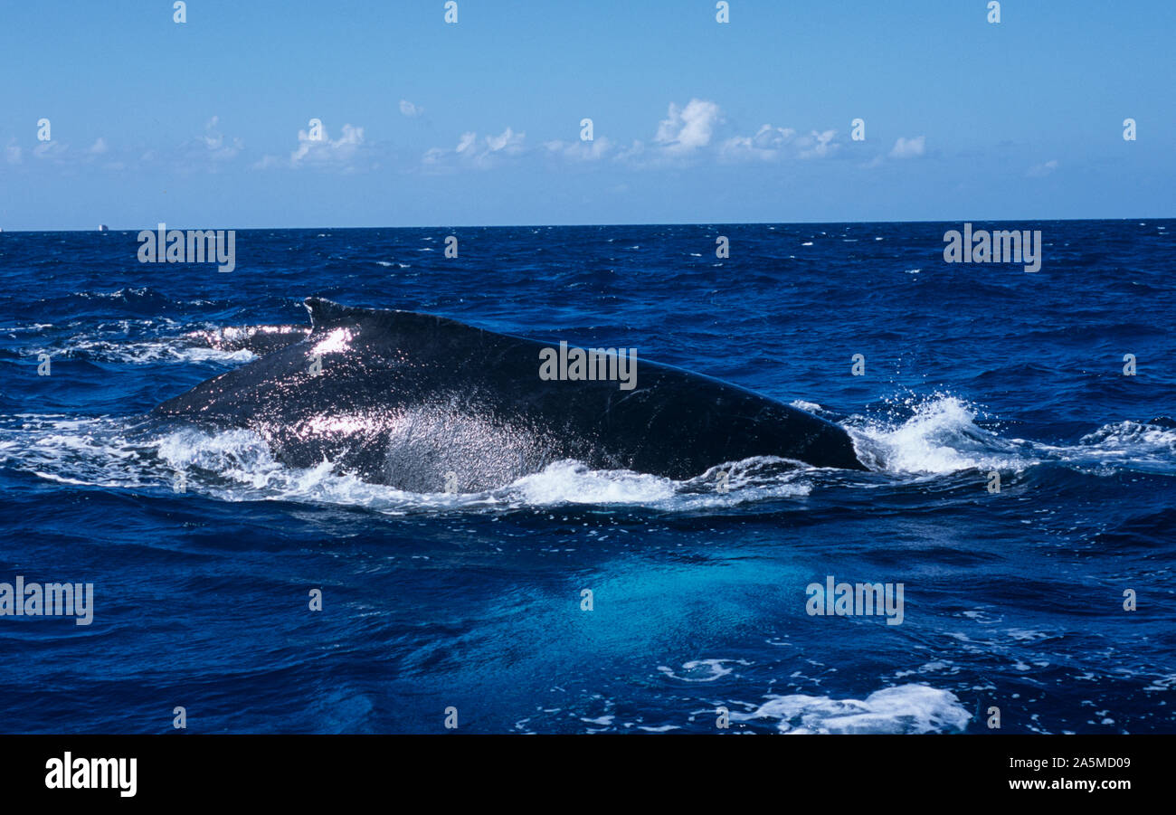 The humpback whale (Megaptera novaeangliae) is a species of baleen whale. One of the larger rorqual species, adults range in length from 12–16 m (39–5 Stock Photo