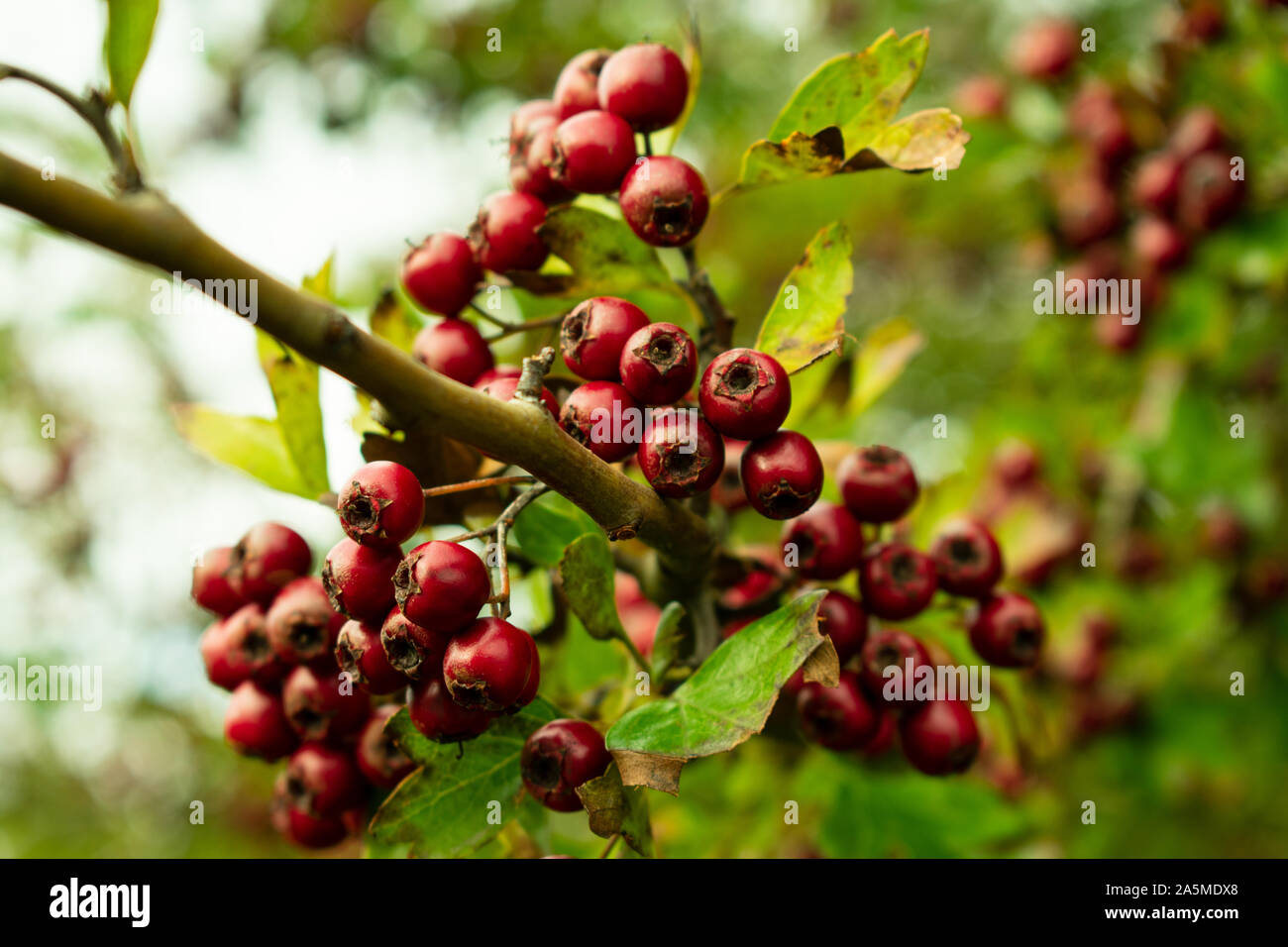 Chinese Hawthorn Berries Stock Photo