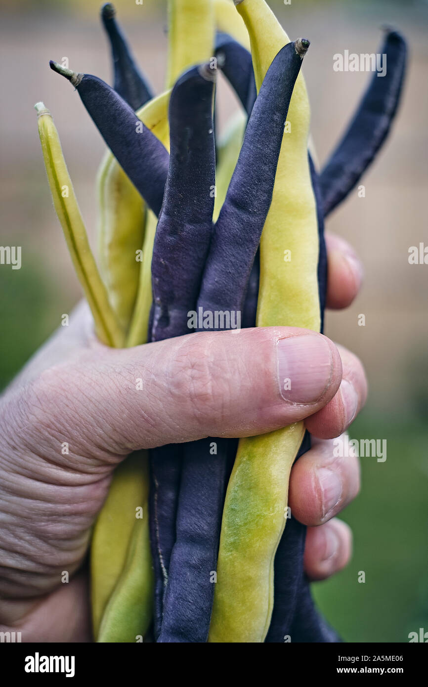 Two contrasting types of heirloom beans showing varieties of color ...