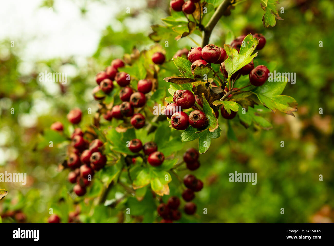 Chinese Hawthorn Berries Stock Photo