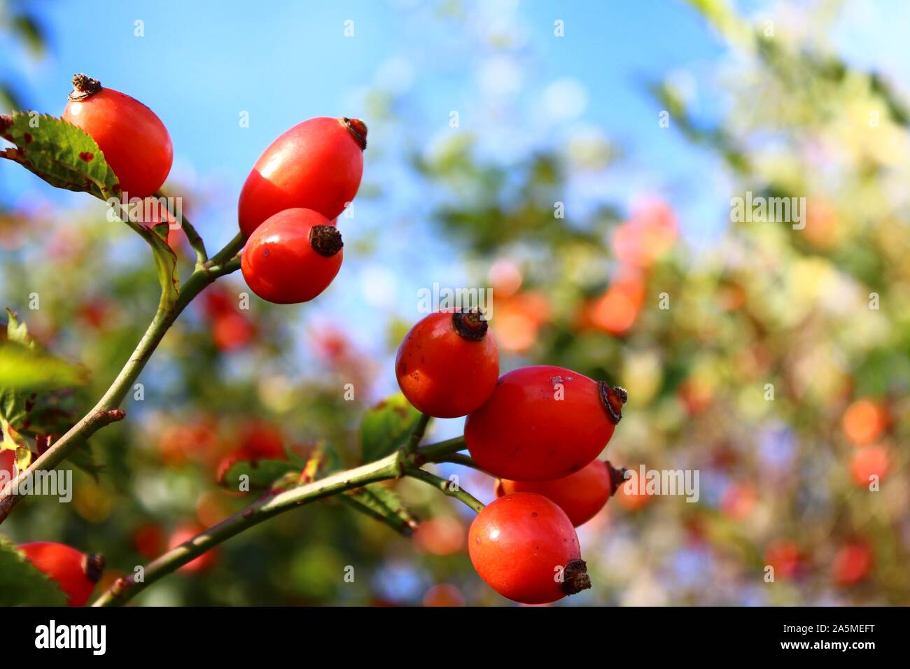 The pictureshows rose hips in the summer Stock Photo Alamy