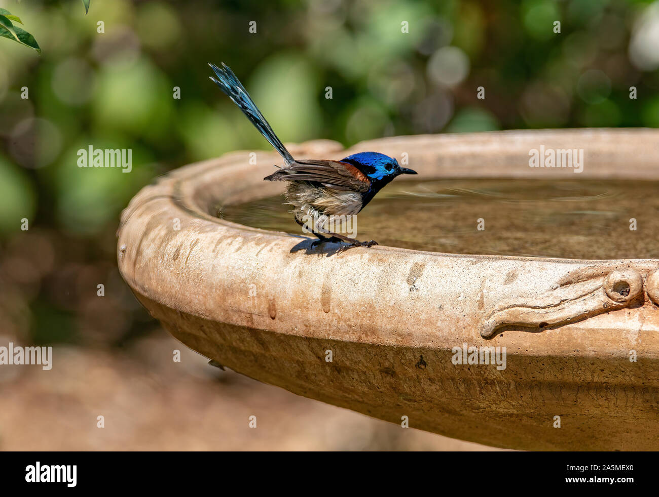 A Purple-backed Fairy Wren pauses  with saturated feathers on the edge of a bird bath after enjoying a bath Stock Photo