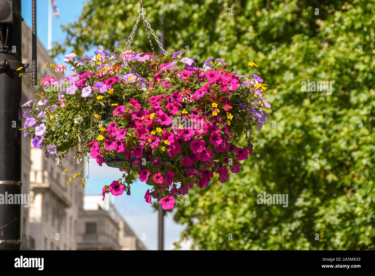 LONDON, ENGLAND - JULY 2018: Flower basket hanging from a lamp post in Central London. Stock Photo