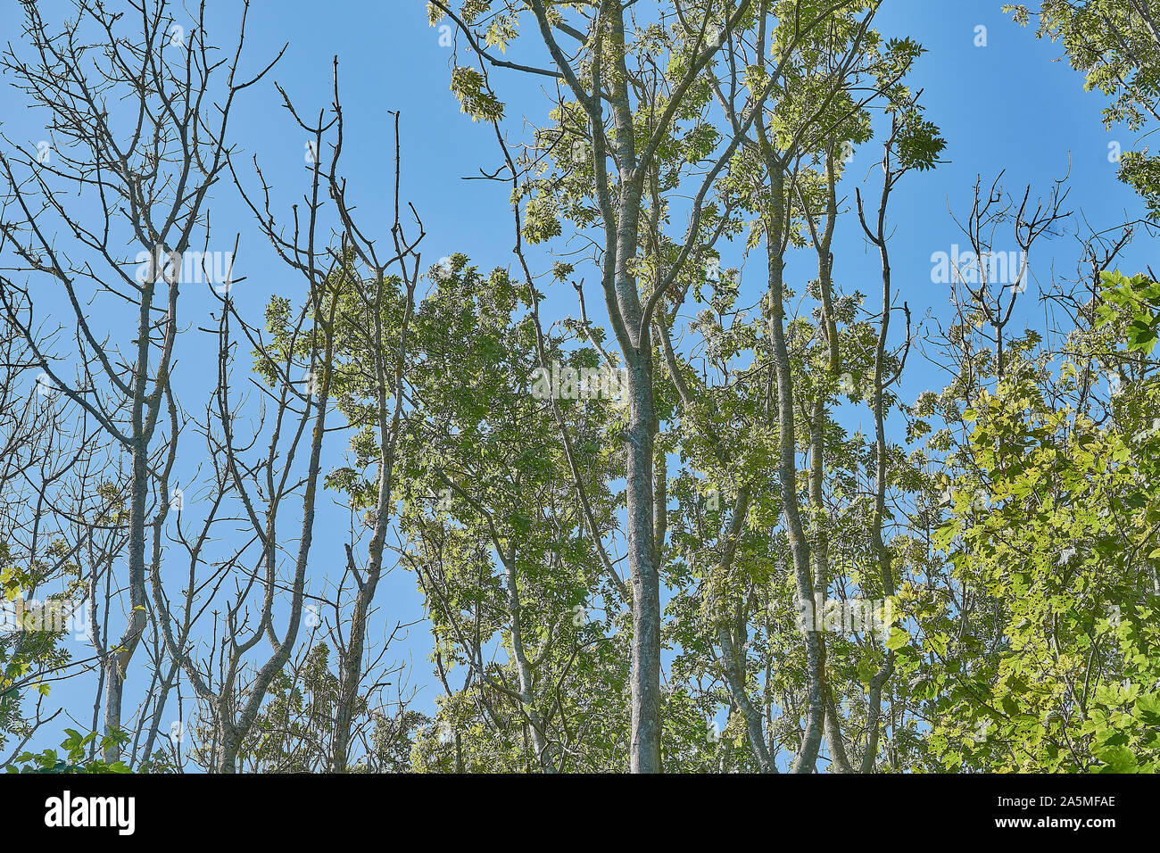 Ash trees with Ash Dieback disease on a sunny day Stock Photo