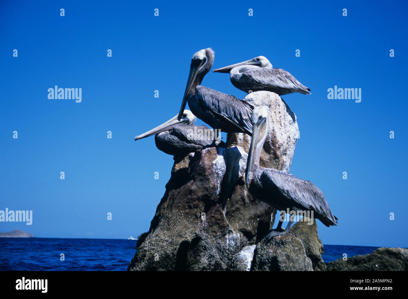 MEXICO- Pelicans are a genus of large water birds that make up the family Pelecanidae. They are characterised by a long beak and a large throat pouch. Stock Photo