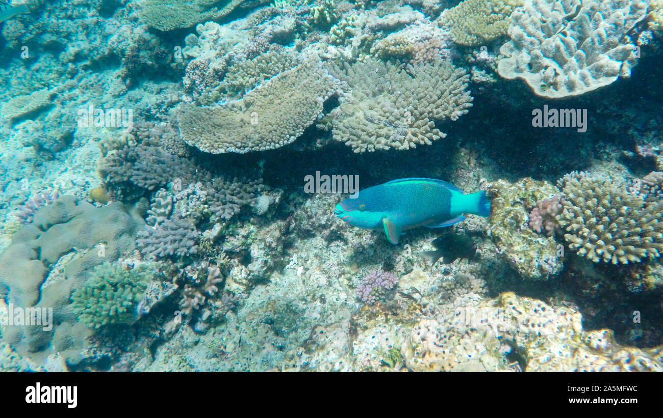 sixband parrotfish on the great barrier reef at heron island Stock Photo