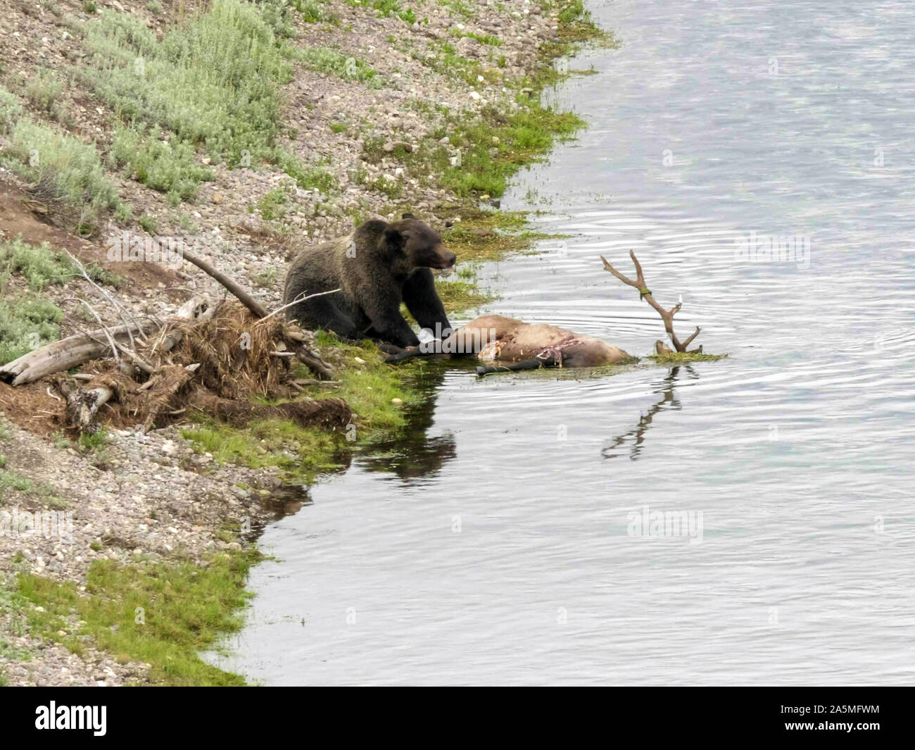 Elk kill hires stock photography and images Alamy