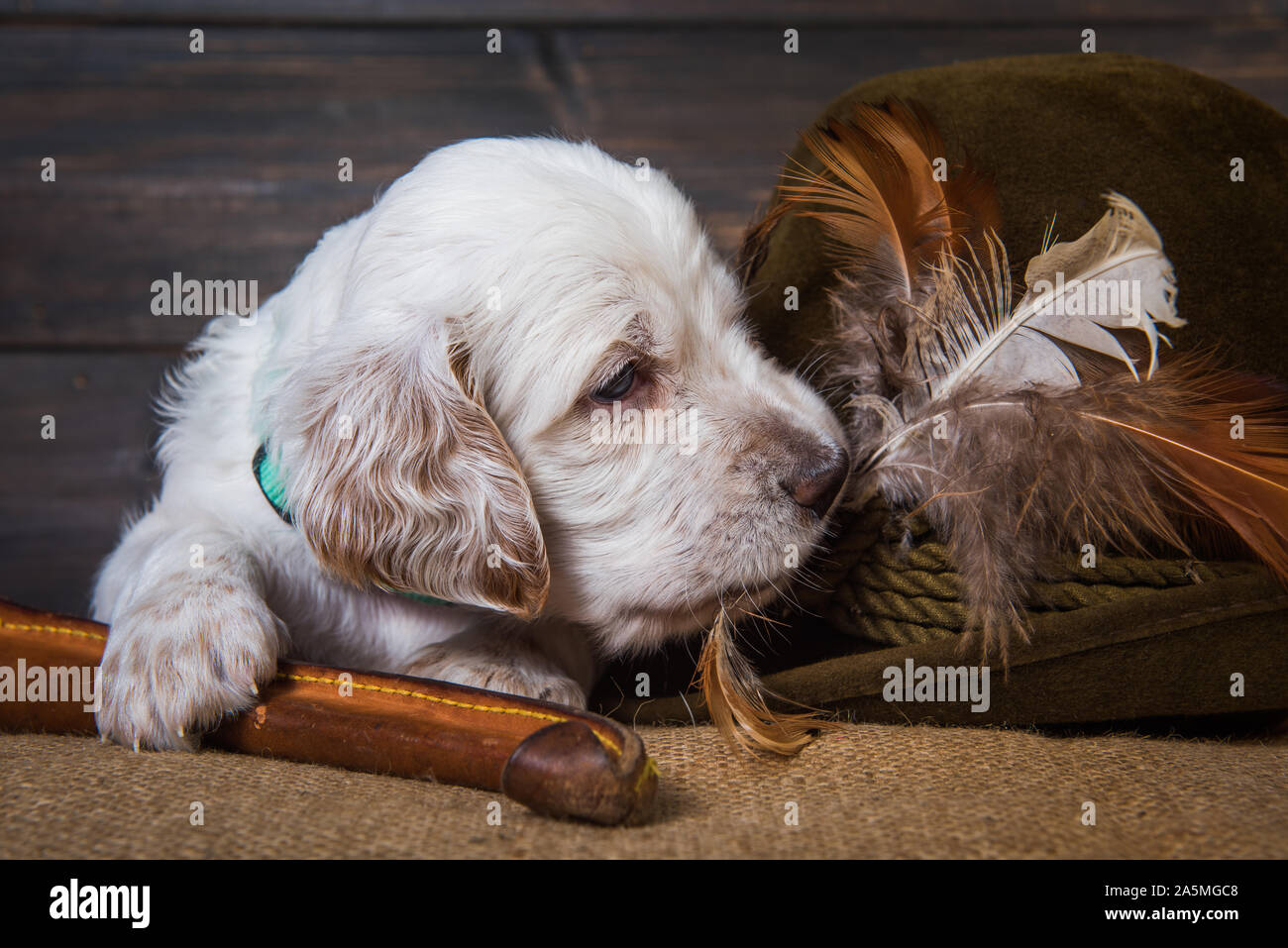 english setter puppy dog with knife and a hat Stock Photo Alamy
