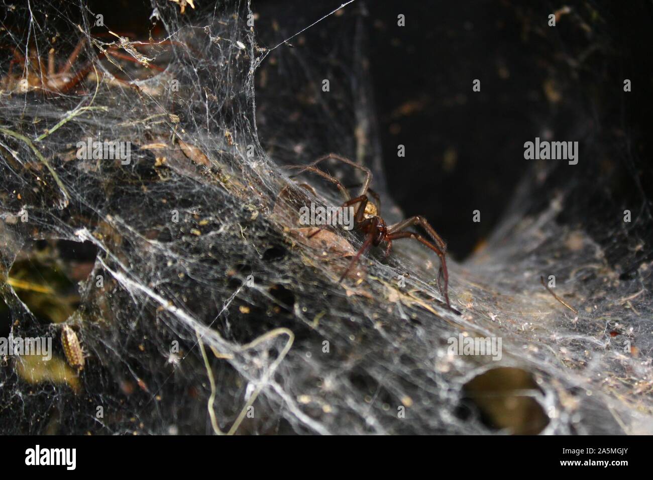 Dust spiders hires stock photography and images Alamy