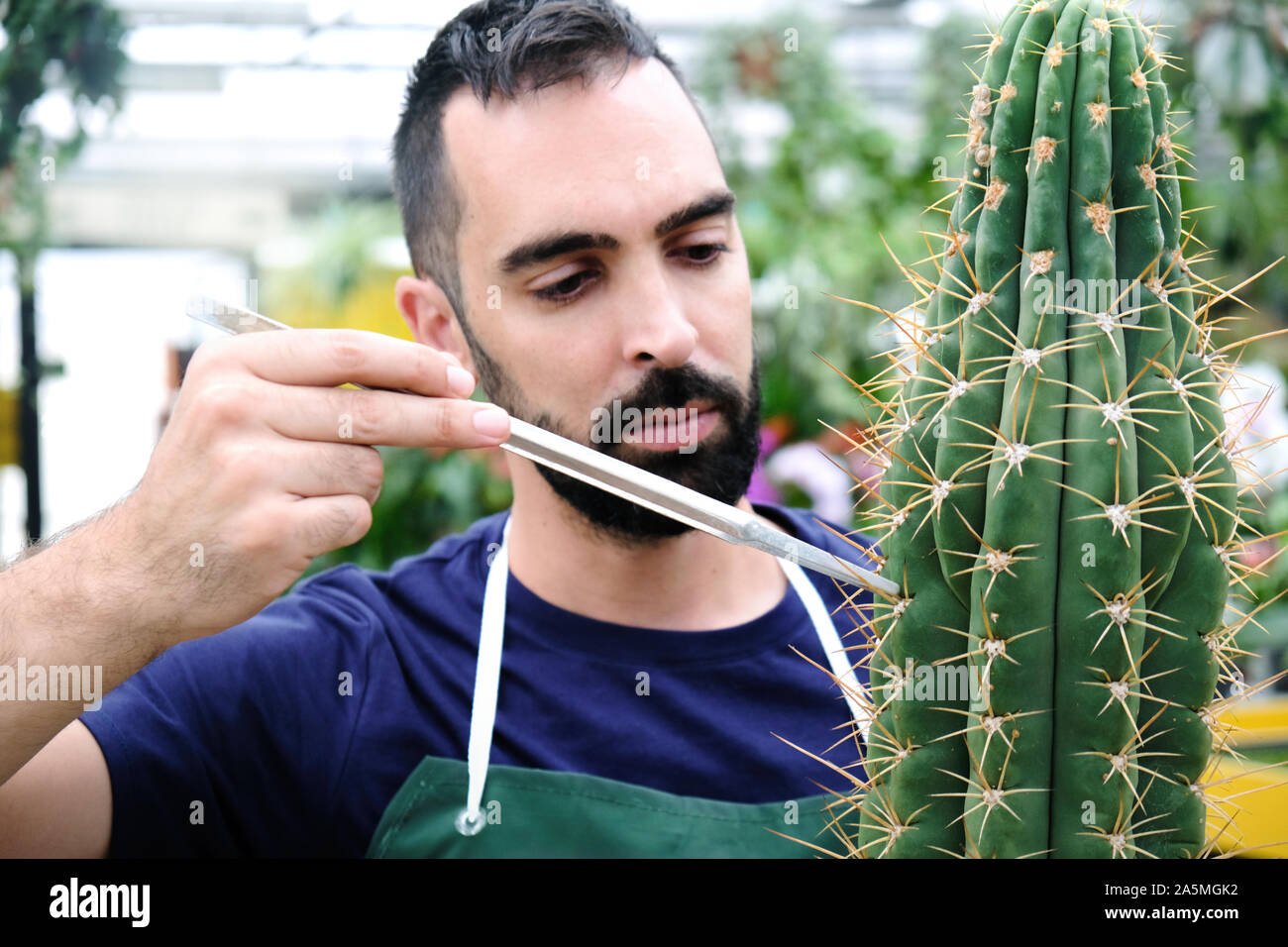 Expert Man At Work In Greenhouse With Cactus Stock Photo