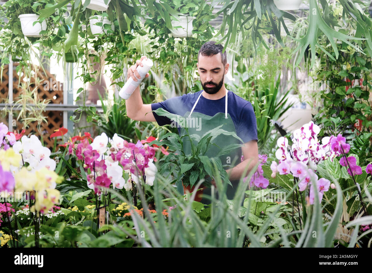 Man At Work As Florist In Flower Shop Using Spray Stock Photo