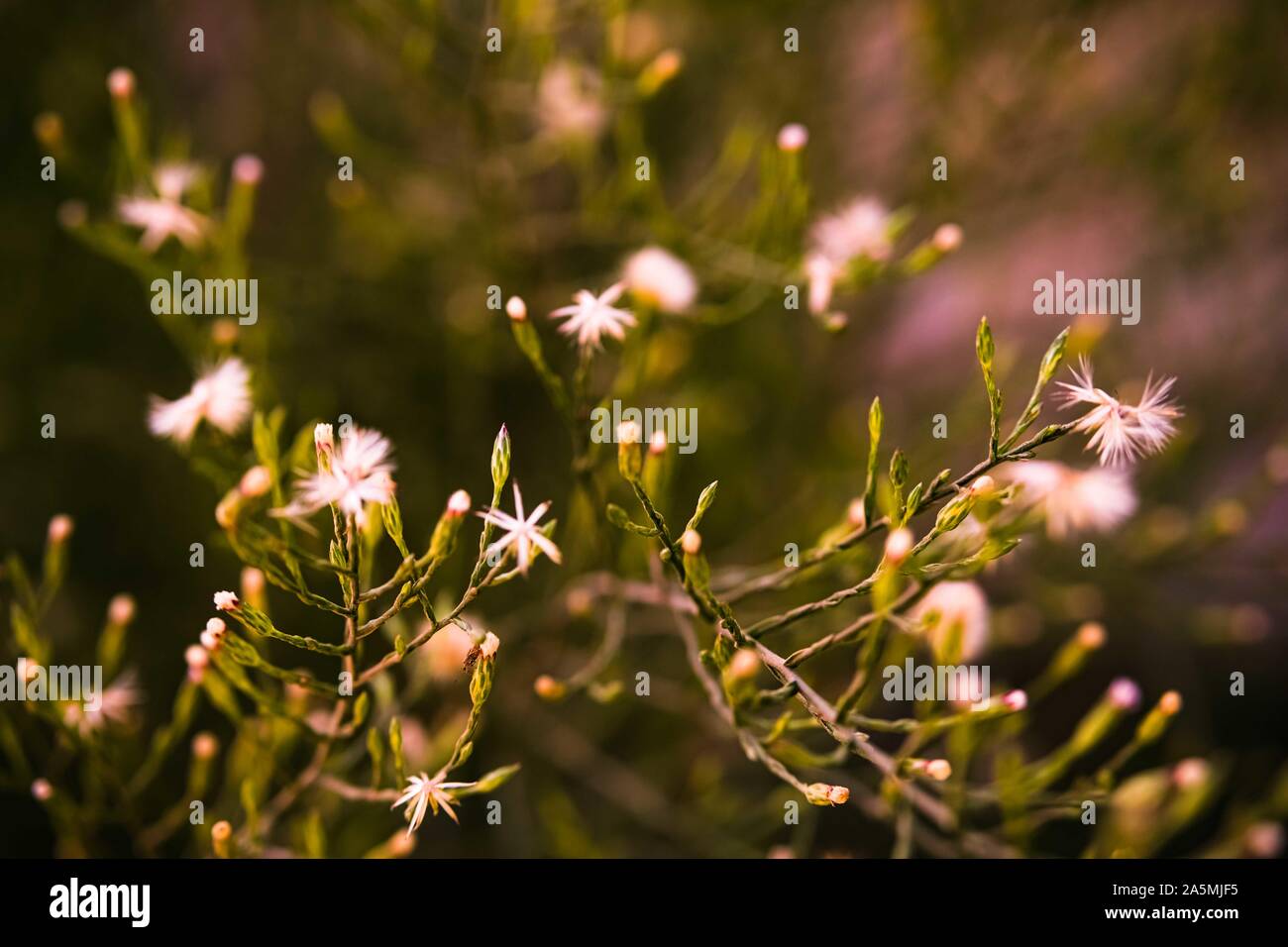 Dry dandelions flowers in the autumn field at sunset.Selective focuse. Stock Photo