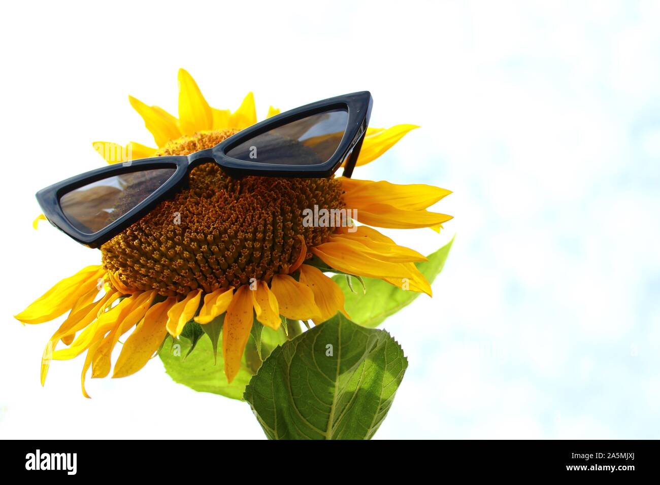 The picture shows sunflower with sunglasses. Stock Photo