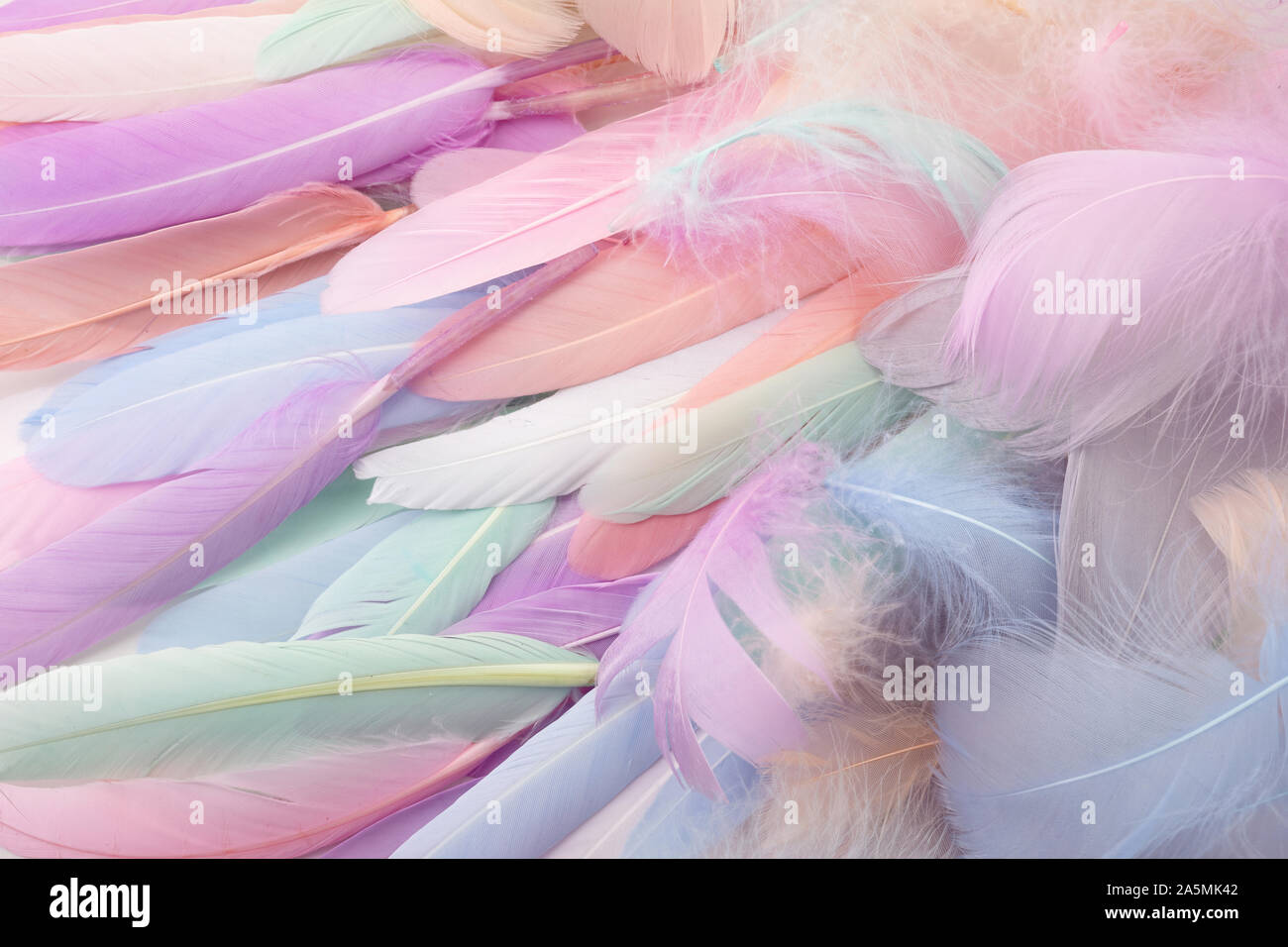 Bright white feathers hi-res stock photography and images - Alamy