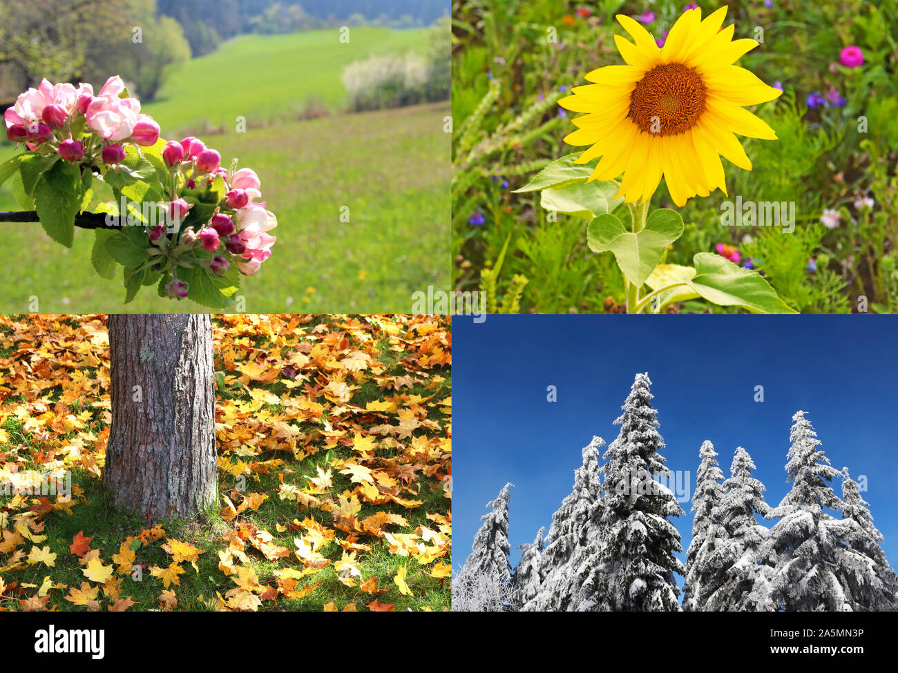 Apple tree spring summer autumn winter hi-res stock photography and ...