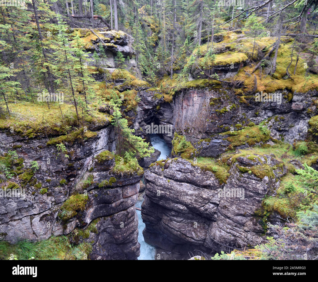 The Maligne River runs through the Maligne Canyon at the start of the Maligne Valley.  The canyon has its own damp, spray filled microclimate where mo Stock Photo