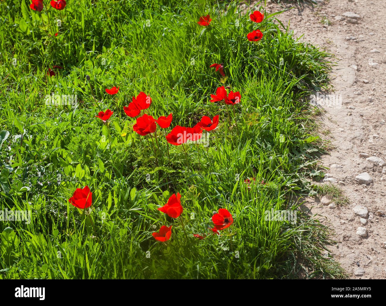 Red spring anemone flowers growing in the grass next to a piece of dead dry land - environment concept Stock Photo