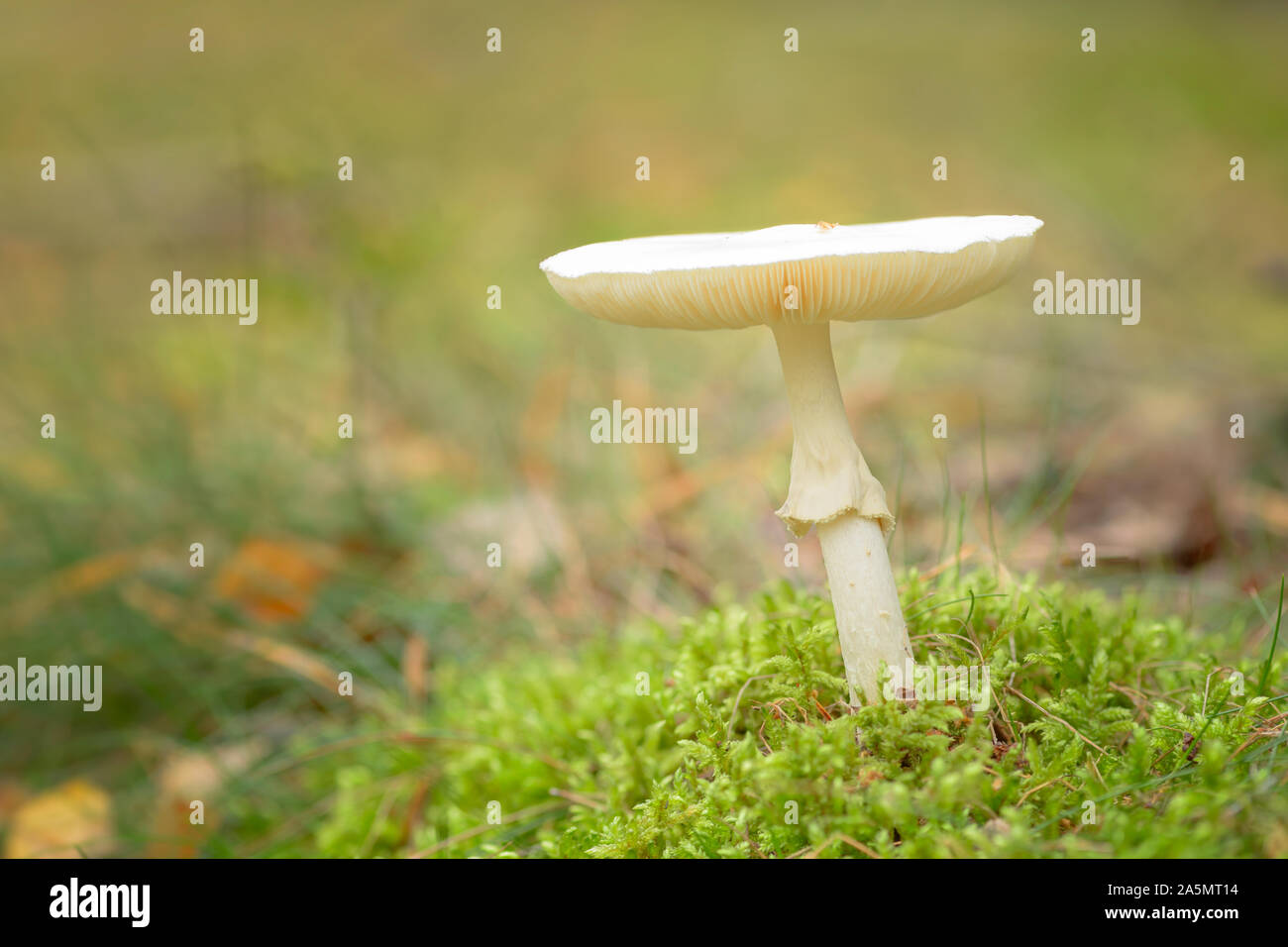 Amanita phalloides - the death cap, is a deadly poisonous basidiomycete fungus, one of many in the genus Amanita. Stock Photo