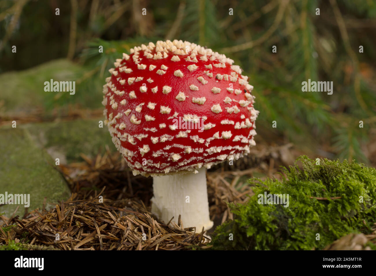 Fly Agaric or Amanita muscaria a poisonous mushroom with a red cap and white spots common in coniferous and mixed forests Stock Photo