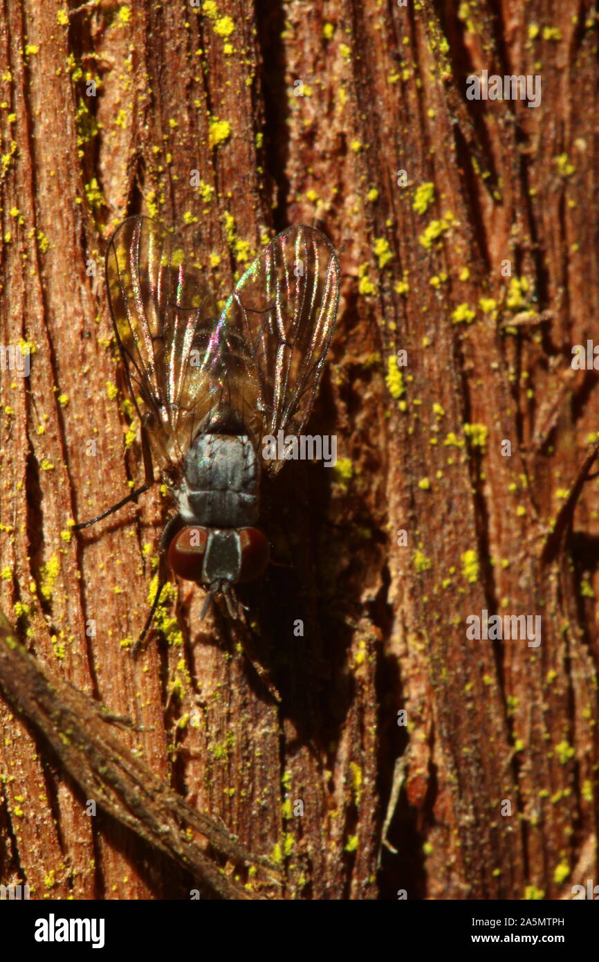 Fly on the wall Stock Photo Alamy