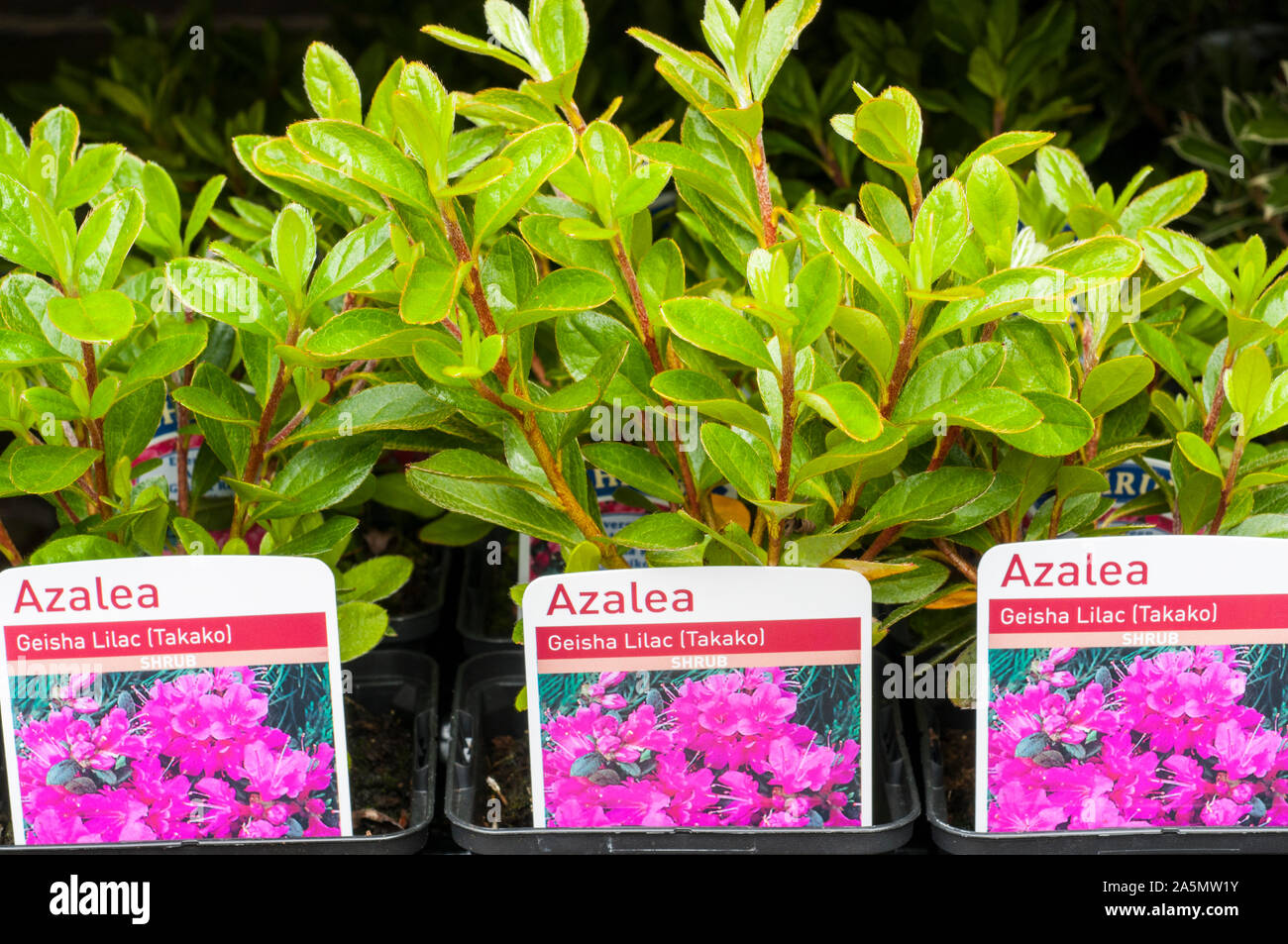 Young Rhododendron Azalea Geisha Lilac plants in 9cm pots growing on in autumn. These are Aronense Hybrids that are an evergreen shrub and fully hardy Stock Photo