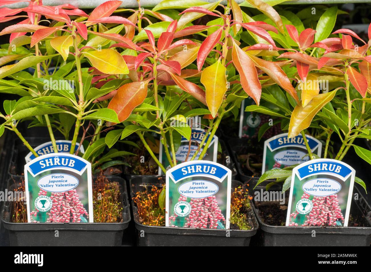 Young Pieris Valley Valentine plants in 9cm pots ready for planting on Has clusters of small pink and white flowers in spring is an evergreen shrub Stock Photo