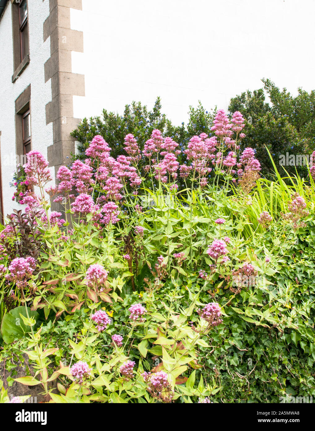 Pink Centranthus ruber growing on a banking in summer.  A summer flowering perennial that is fully hardy and ideal for a heabaceous border Stock Photo