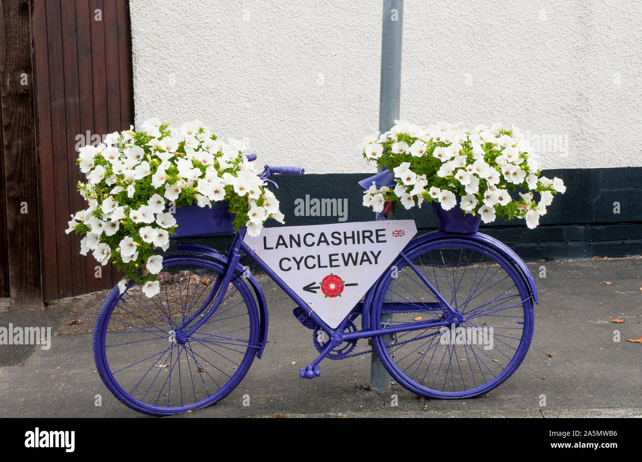 Roadside bicycle painted blue with flower display of white surfina petunias on it. Elswick Best Kept village Lancashire England UK Stock Photo