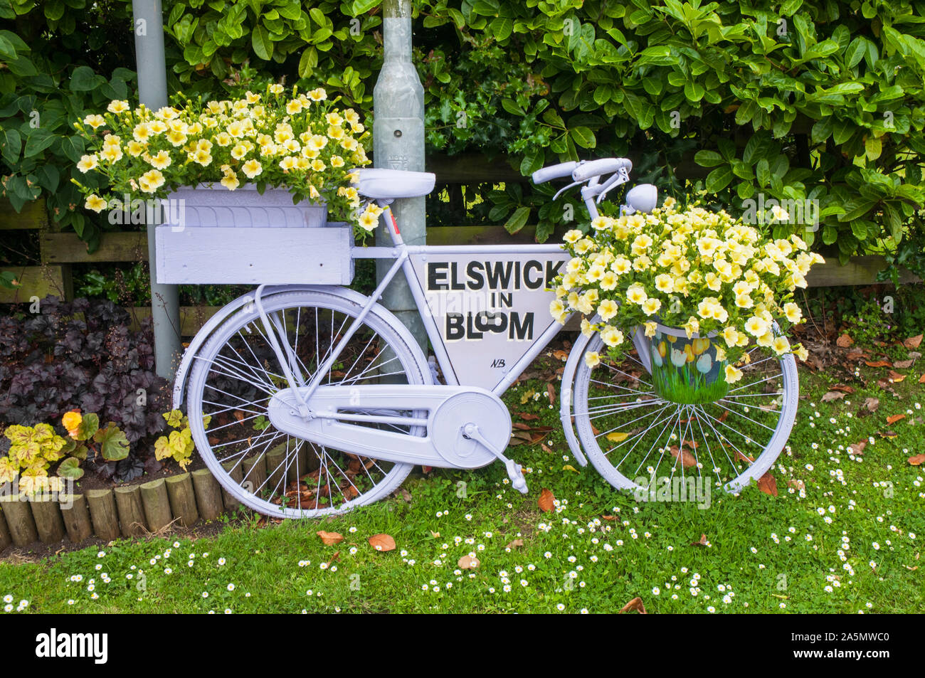 Roadside bicycle painted white with flower display of Yellow surfina petunias on it. Elswick Best Kept village Lancashire England UK Stock Photo