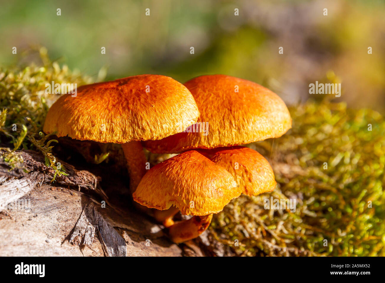 Mushrooms on the Swabian Alps, near Bad Urach Stock Photo