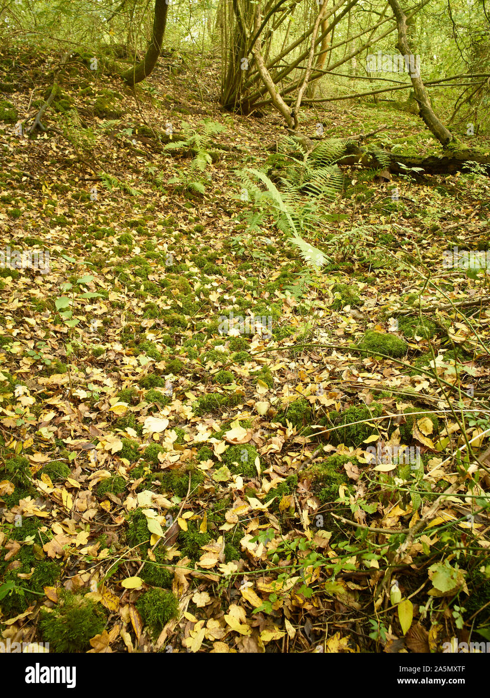 Ferns in autumn on a surrey woodland floor with fallen leaves and changing foliage, Kent, England, United Kingdom, Europe Stock Photo