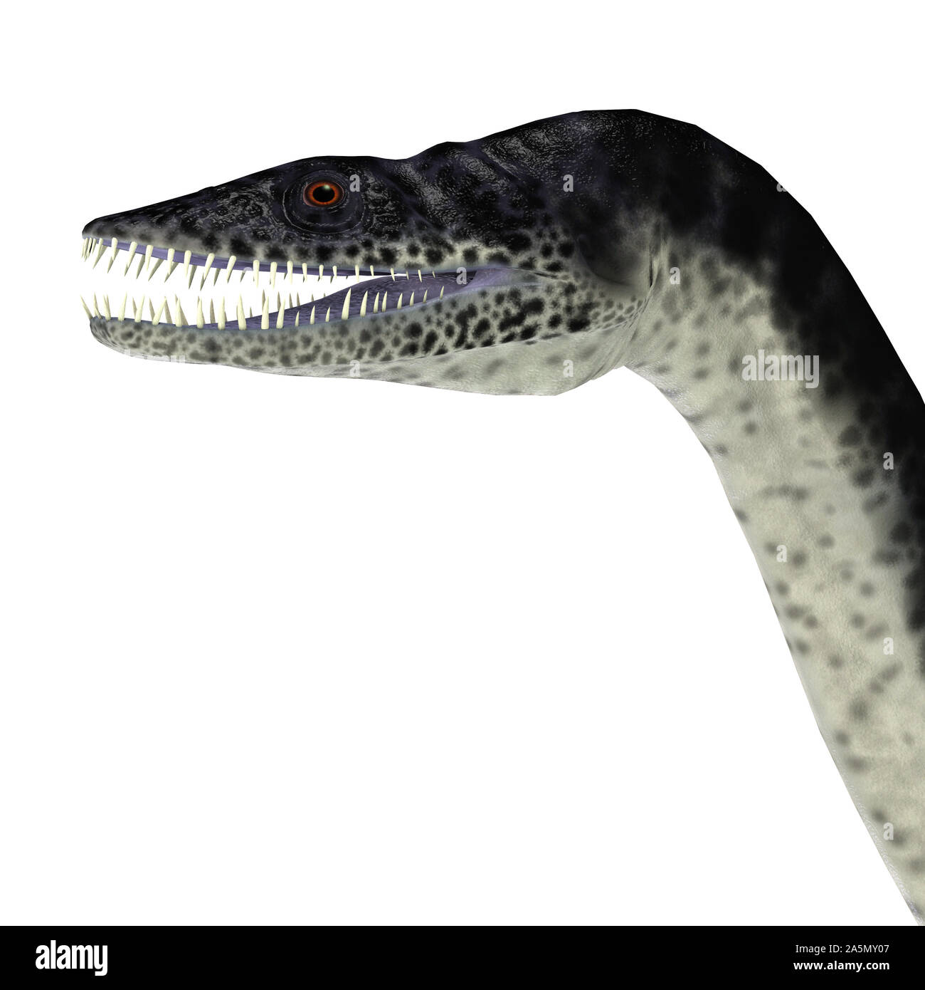 the plesiosaurus