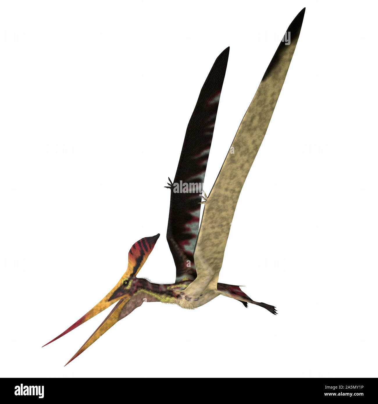 Pteranodon was a carnivorous Pterosaur bird of prey that lived in North America during the Cretaceous Period. Stock Photo