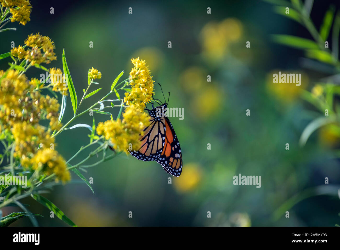 Monarch butterfly (Danaus plexippus) on a flower Stock Photo - Alamy