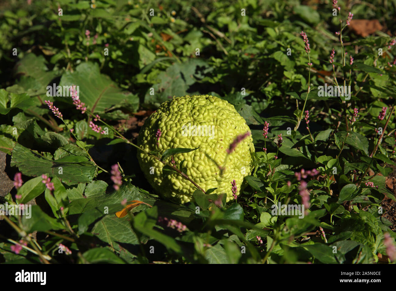 Large Osage orange scientific name Maclura pomifera fruit lying on the ground in autumn Stock Photo