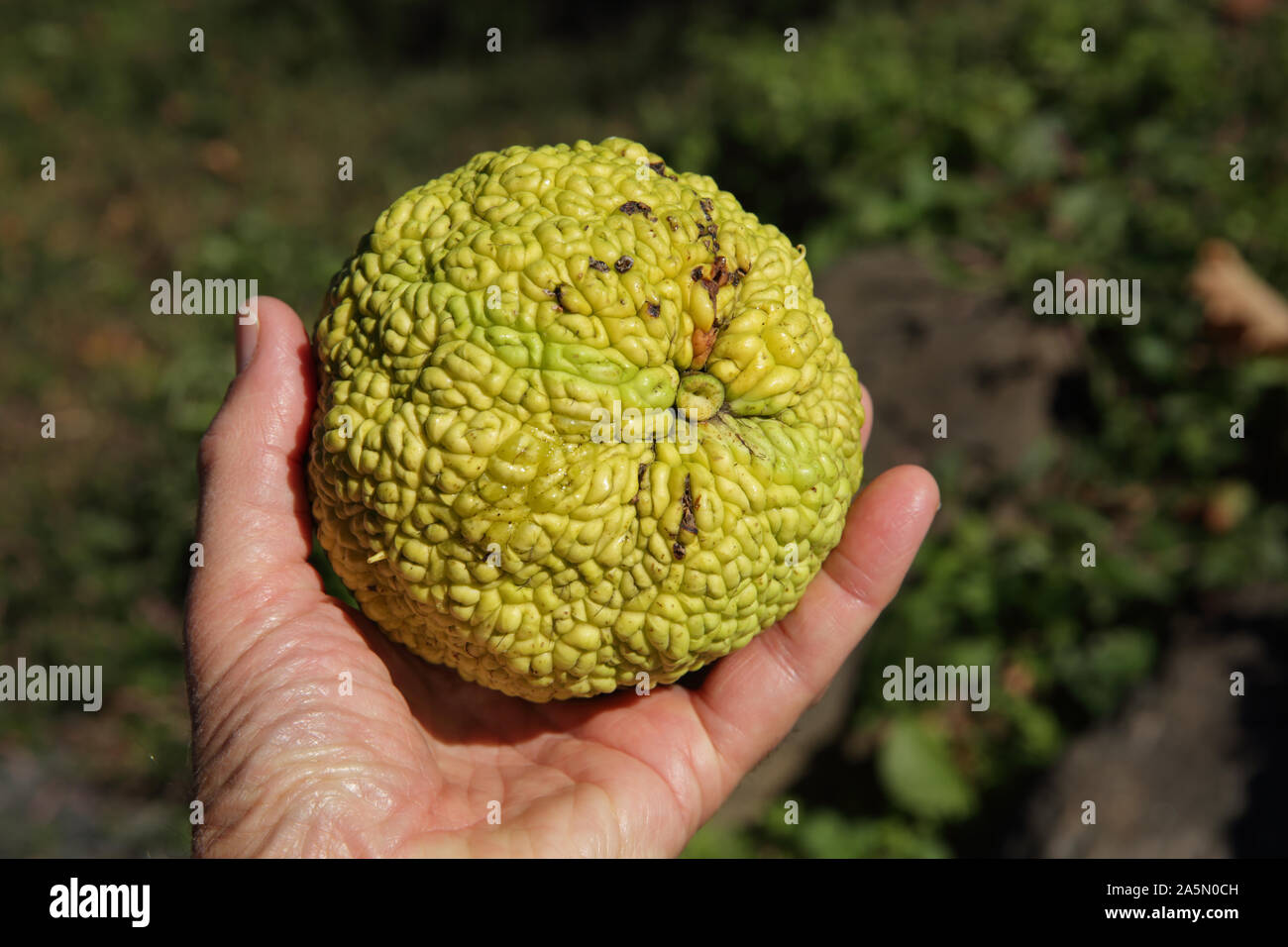 Hand holding a large Osage orange fruit scientific name Maclura pomifera  in autumn Stock Photo