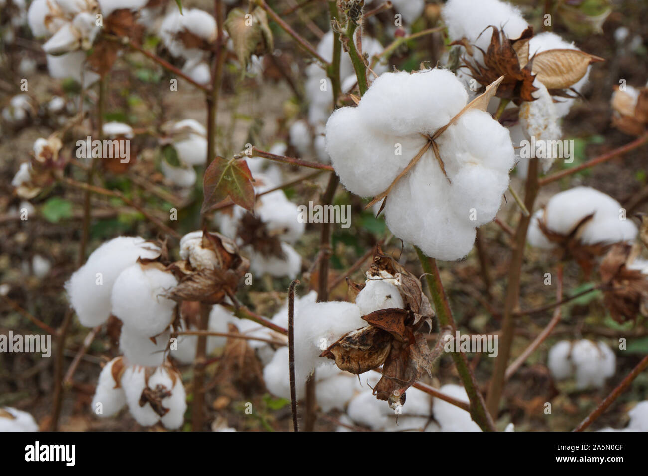 Cotton boll flower hi-res stock photography and images - Alamy