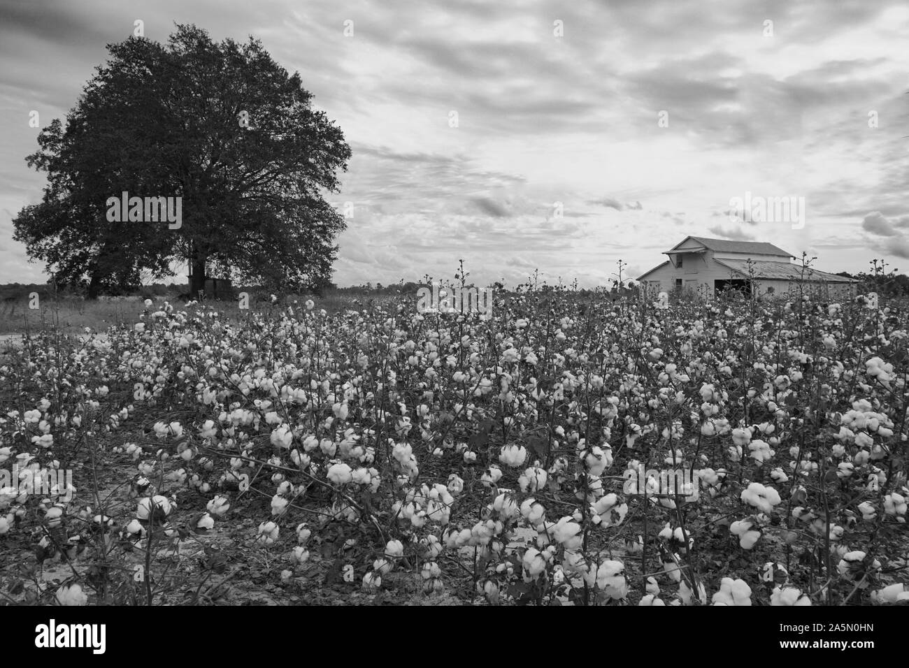 Cotton field with a barn and a tree in black and white Stock Photo