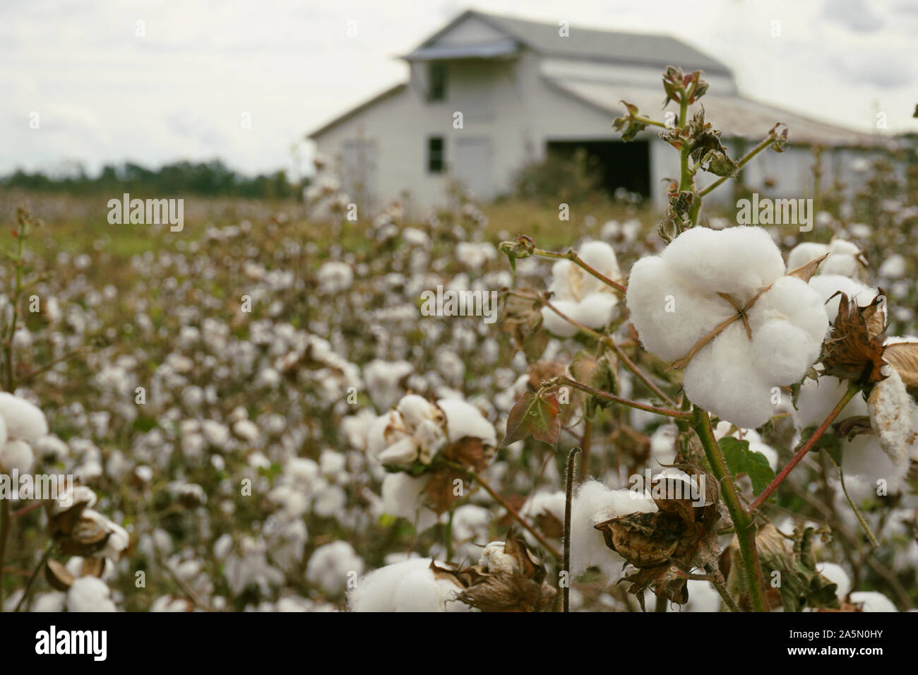 Cotton field hires stock photography and images Alamy