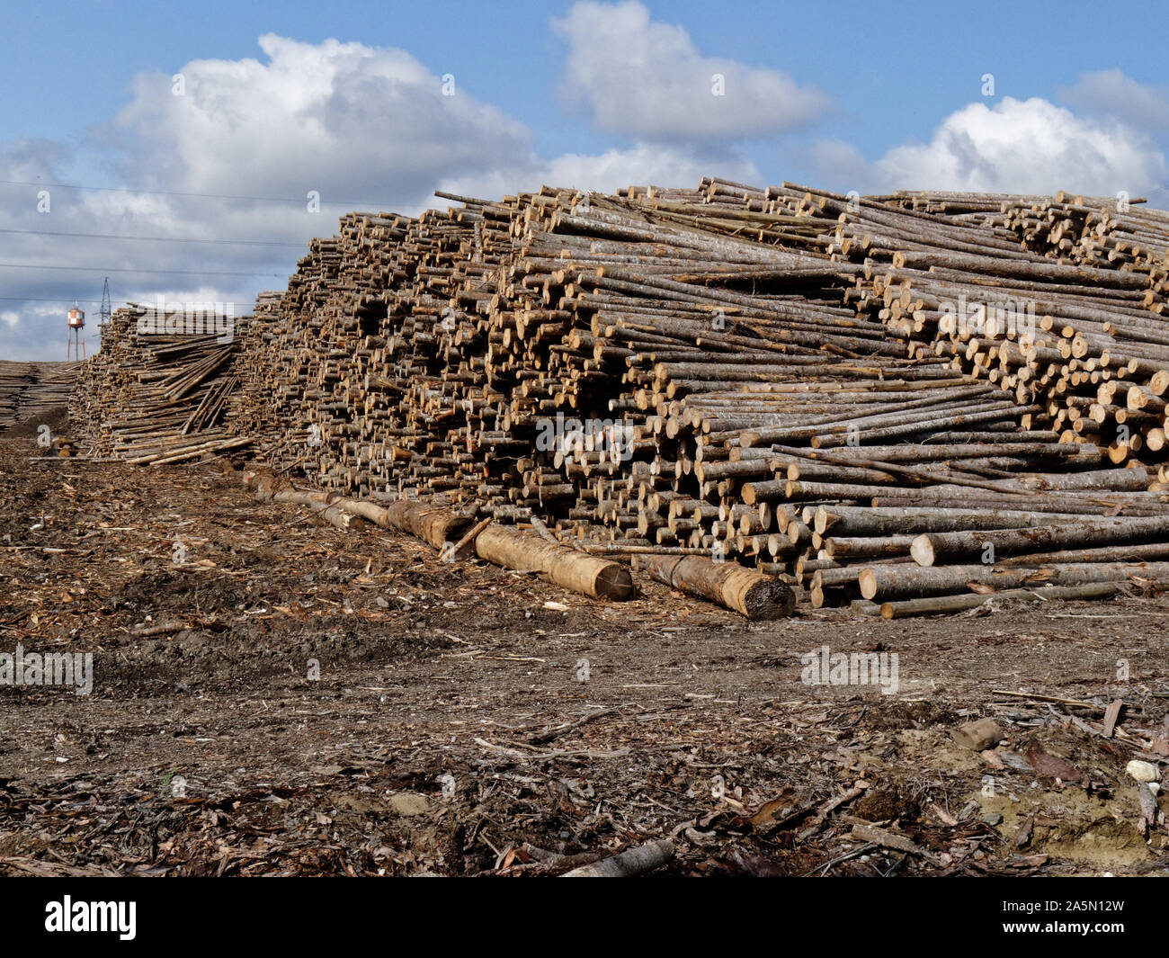 Huge piles of cut trees in a wood processing plant in teh Saguenay Lac St Jean area of Quebec, Canada Stock Photo