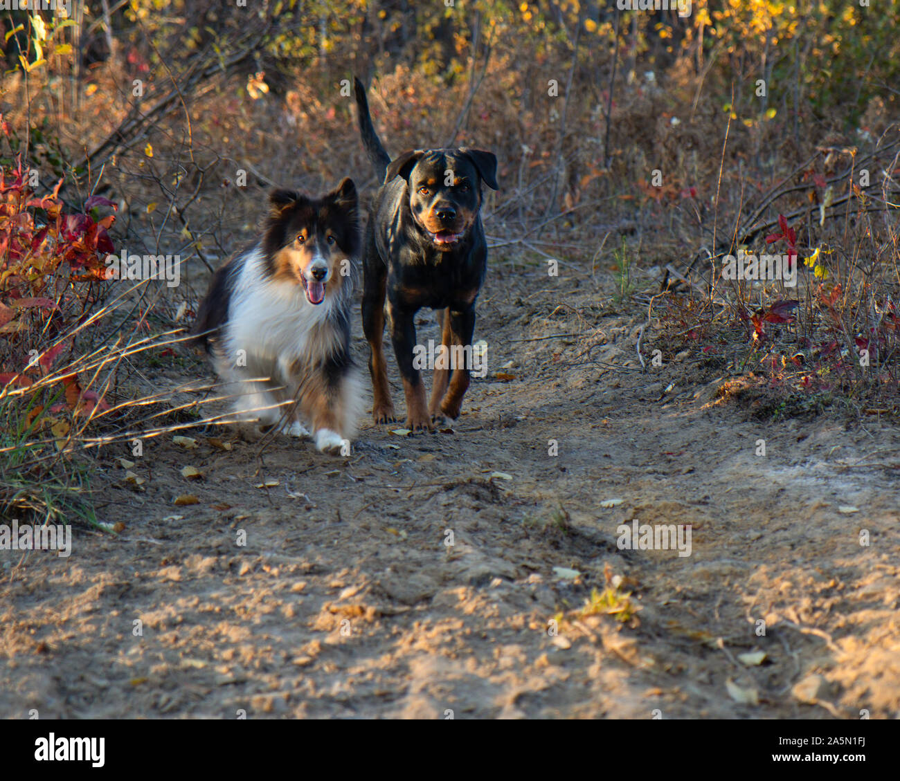 Female rottweiler hi-res stock photography and images - Alamy
