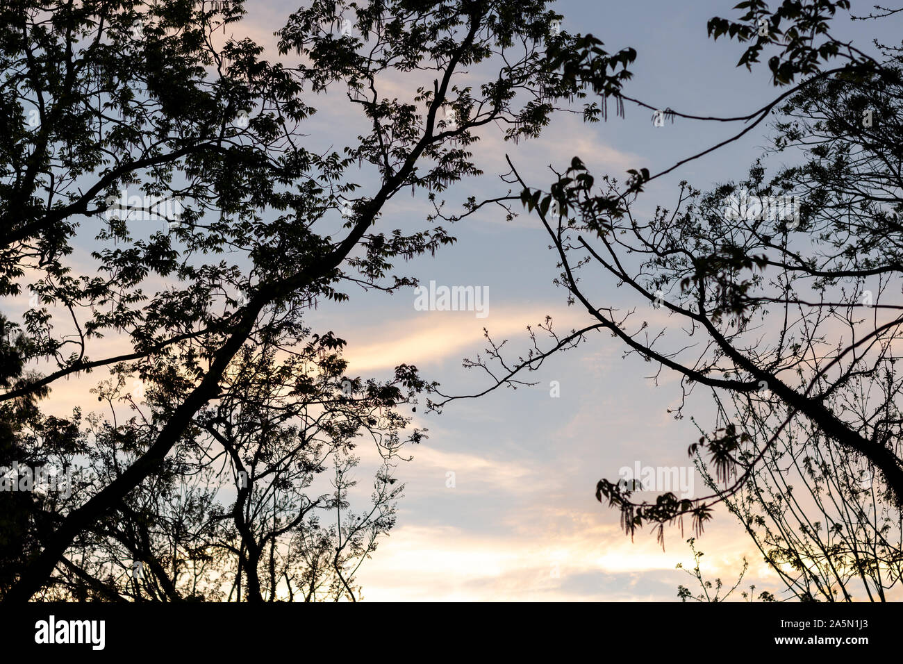Tree silhouette during sunset at Marinha do Brasil Park in Porto Alegre, Brasil Stock Photo