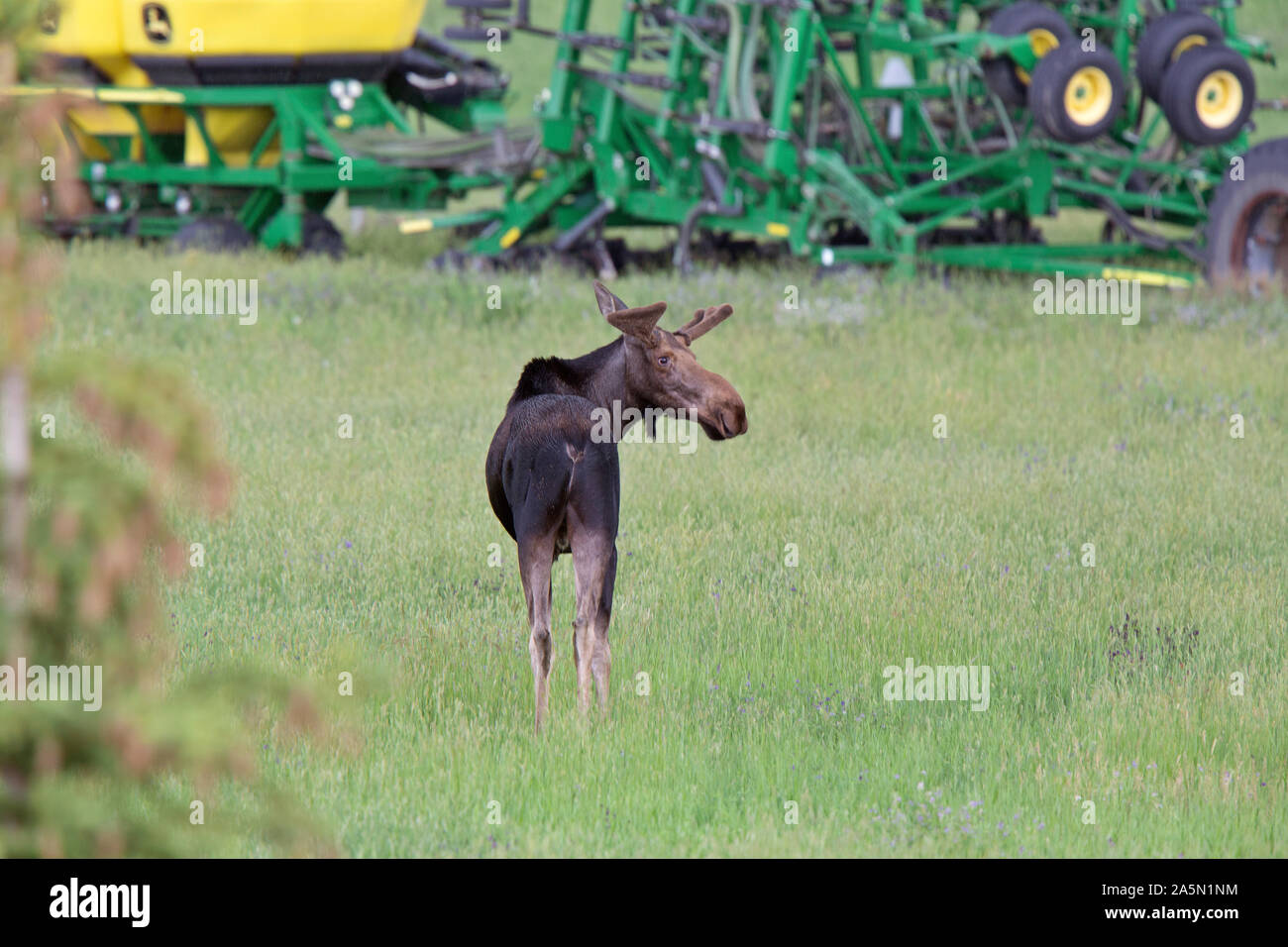 Prairie Moose Canada Alberta cow and calf yearling Stock Photo Alamy