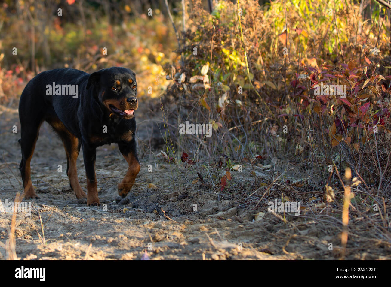 Rottweiler dog walk hi-res stock photography and images - Alamy