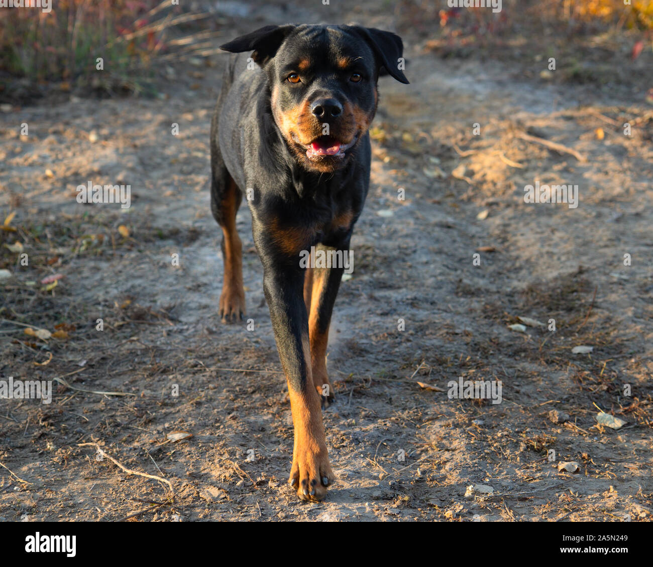 Rottweiler fall hi-res stock photography and images - Alamy